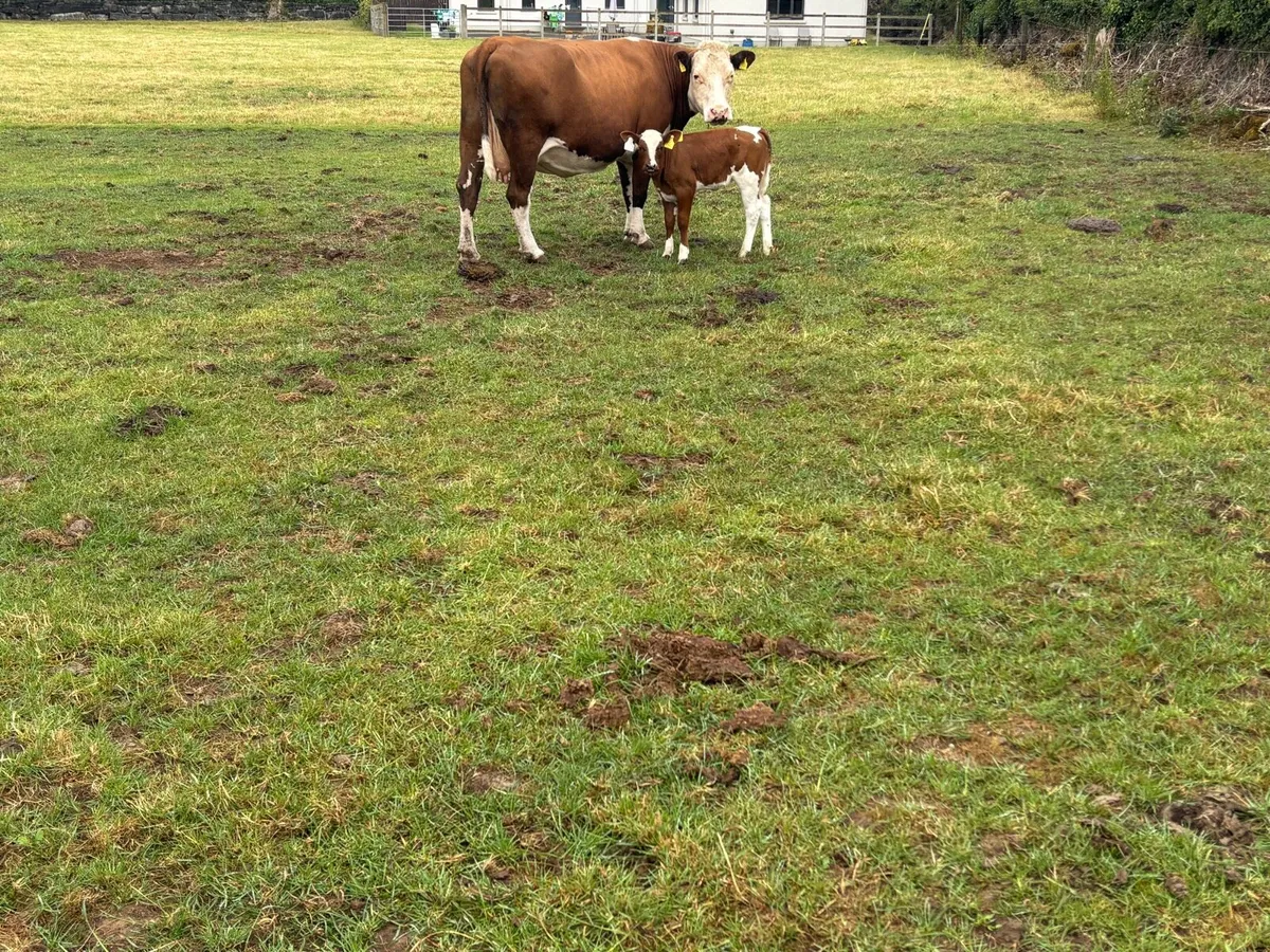 Cow with BB heifer calf at foot - Image 2