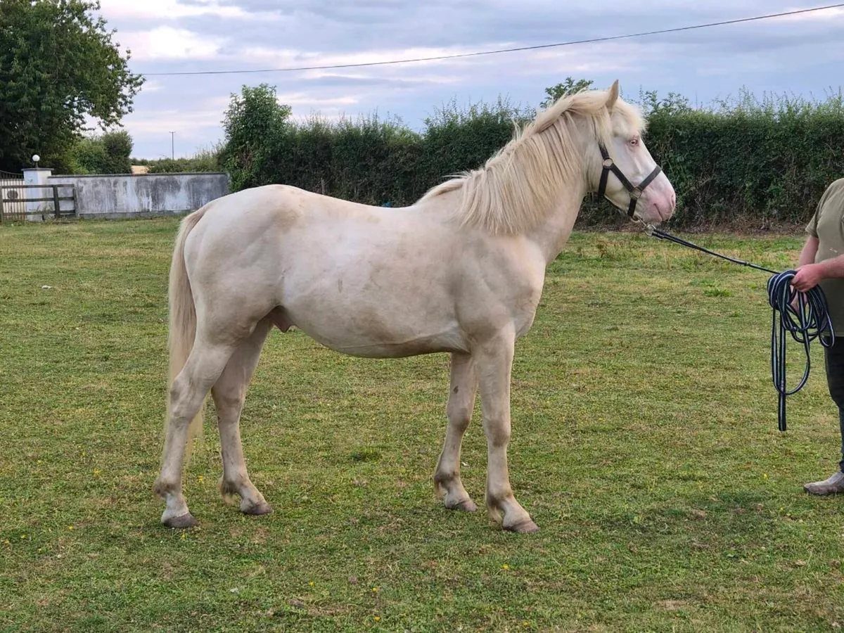 CREMELLO CONNEMARA COLT - Image 1