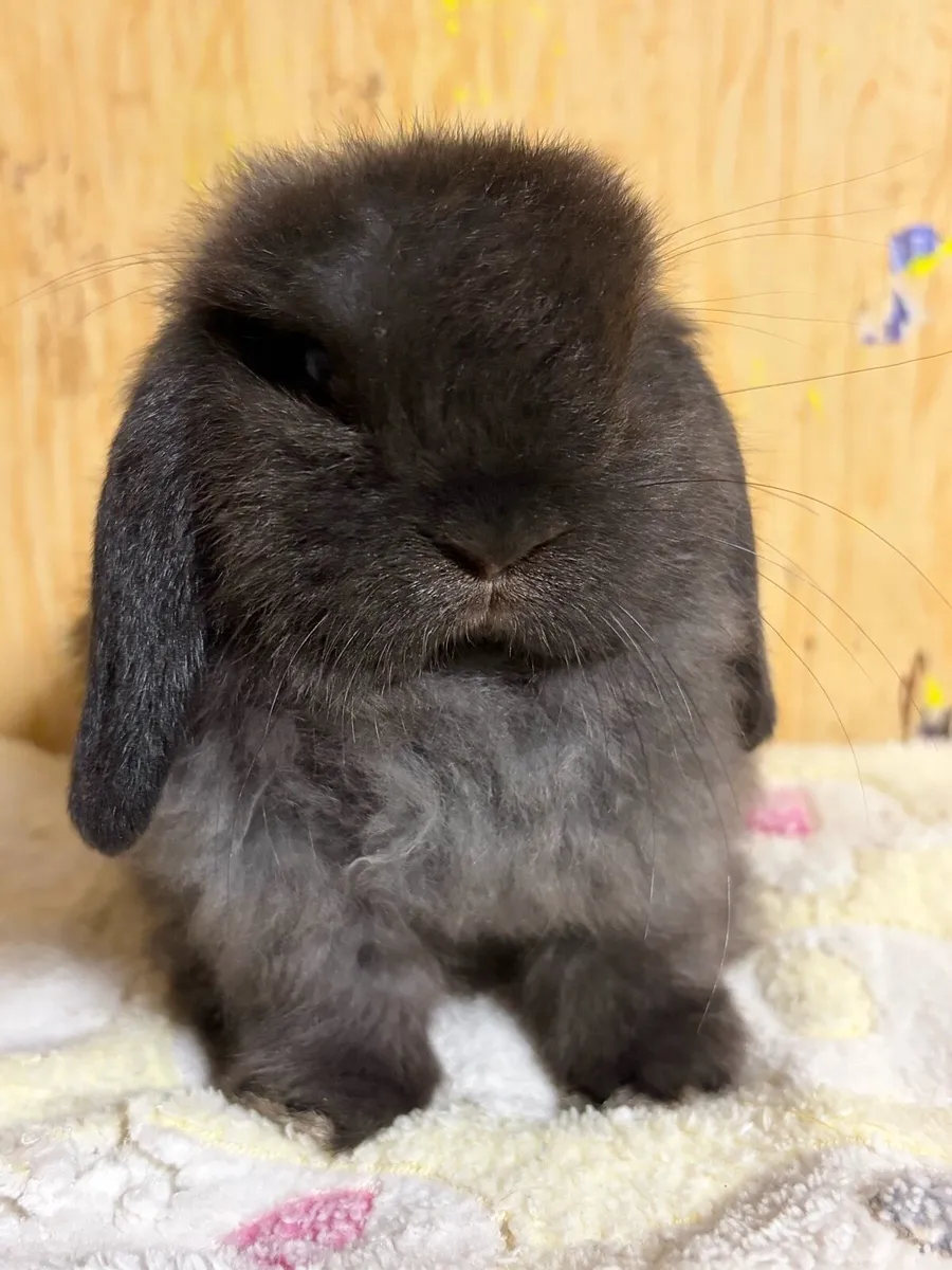 Purebred Mini lop (no availability at this time) - Image 2