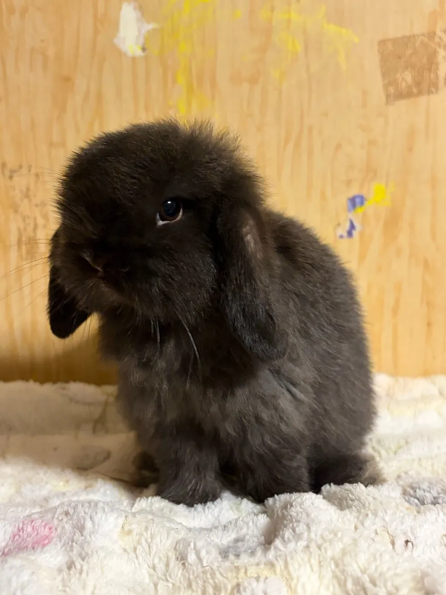 Purebred Mini lop (no availability at this time) - Image 3