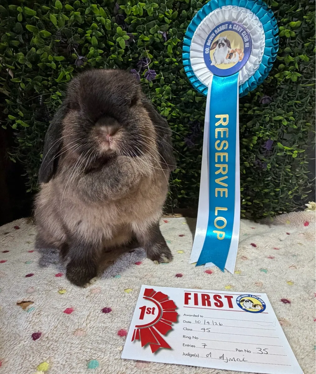 Purebred Mini lop (no availability at this time) - Image 4