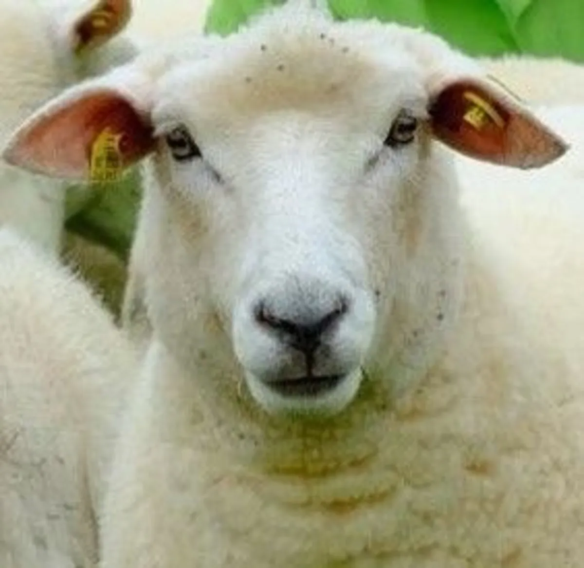 SIS Rams and Galway Ewes - Image 1
