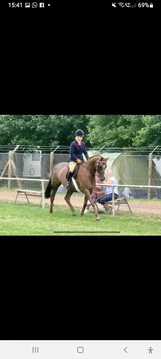 Show/Dressage/Riding club  Mare - Image 1