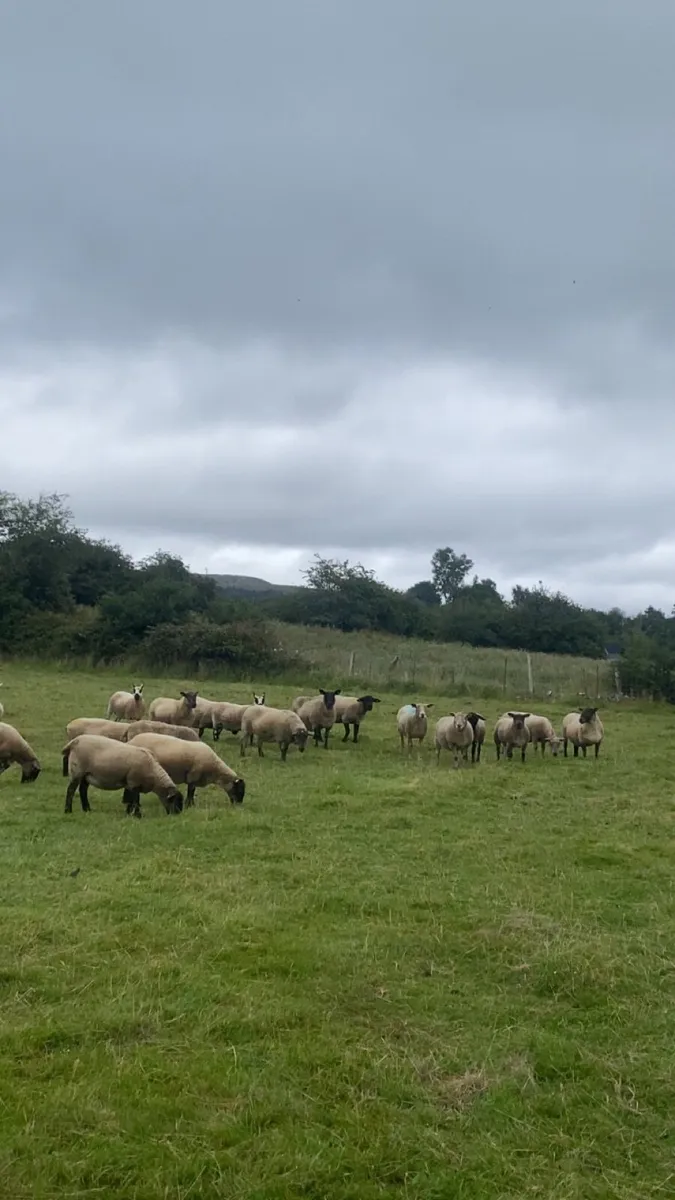 December lambers - Image 2