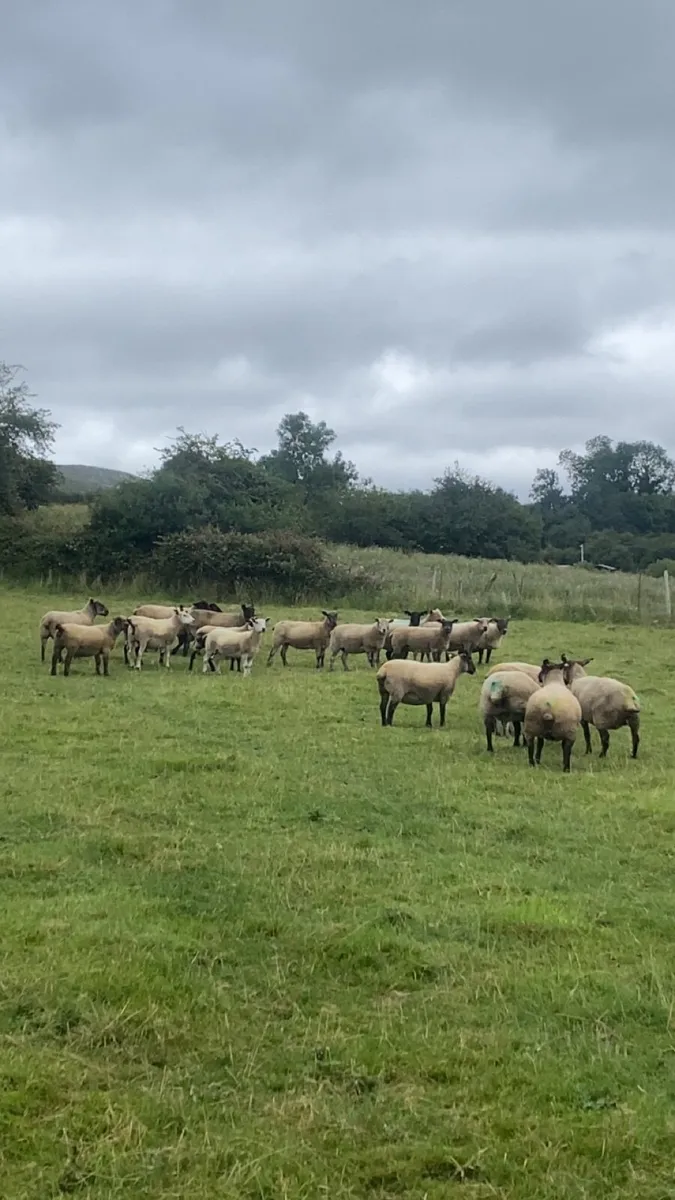 December lambers - Image 3