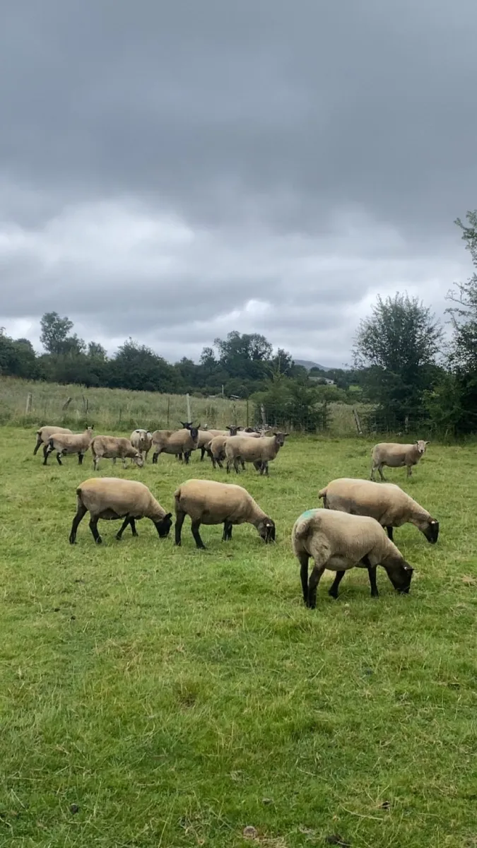 December lambers - Image 1