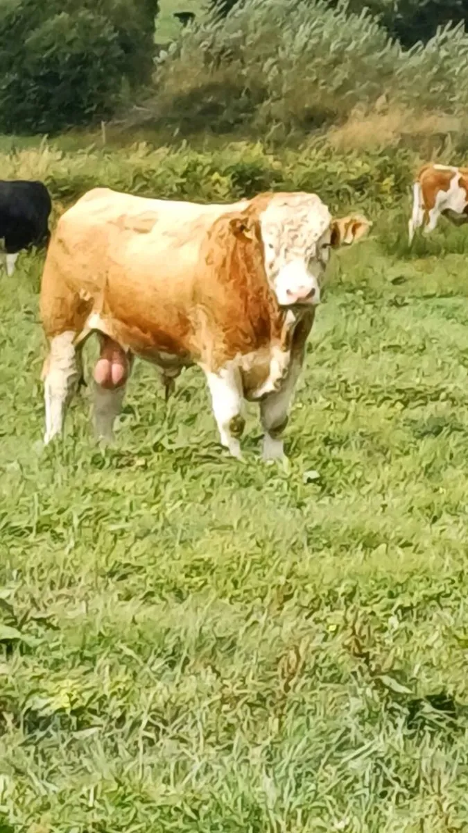 Pedigree simmental bull - Image 1