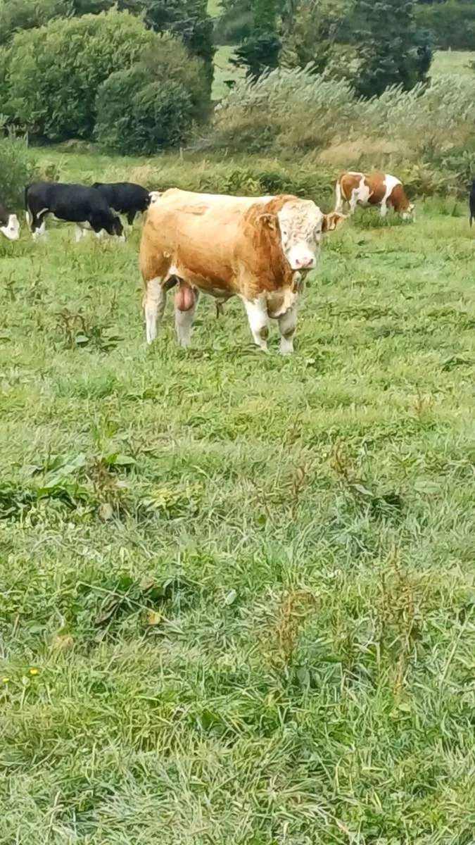 Pedigree simmental bull - Image 2