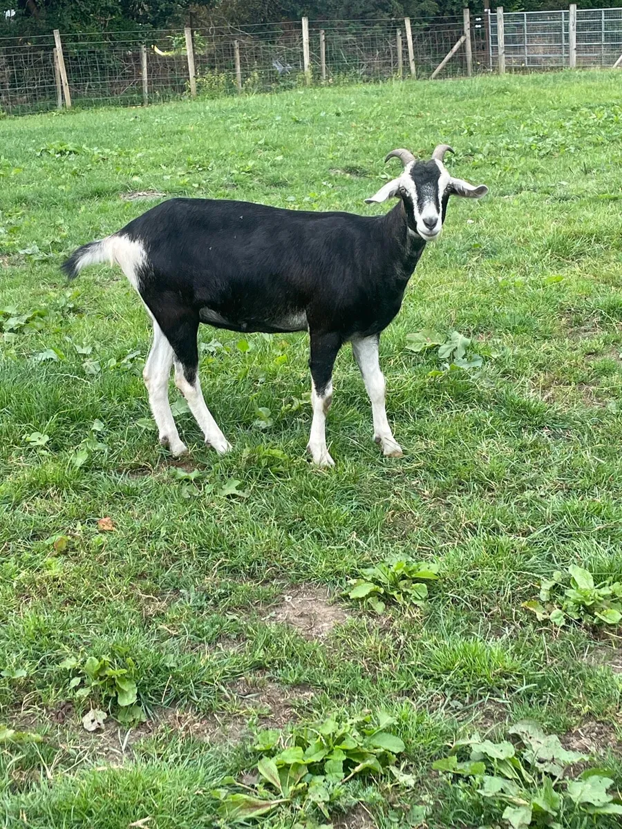 Yearling goat and lambs - Image 1