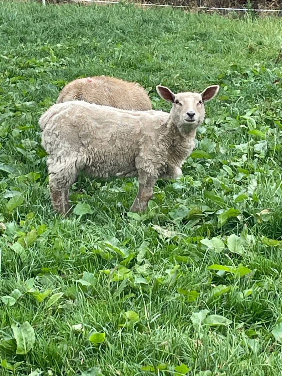 Yearling goat and lambs - Image 2