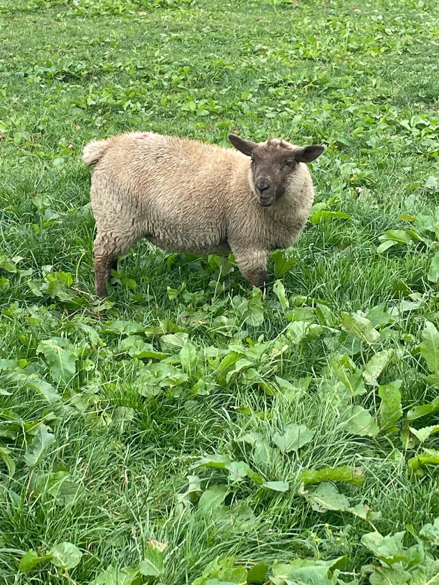 Yearling goat and lambs - Image 4