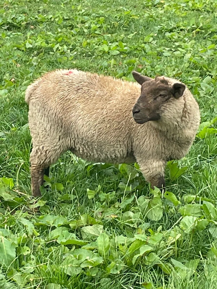 Yearling goat and lambs - Image 3