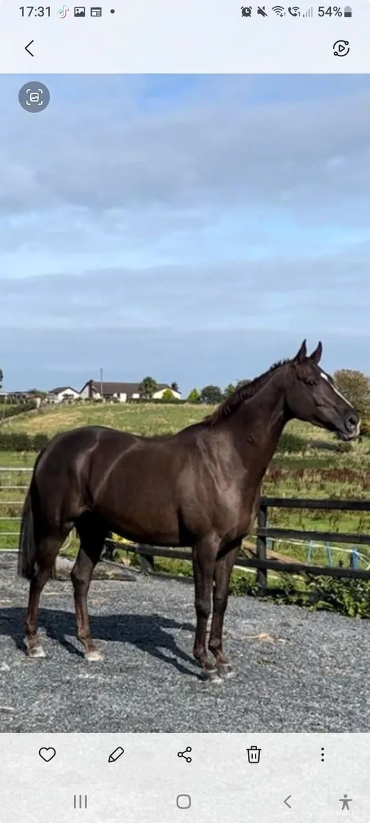 Show/Dressage/Riding club  Mare - Image 3