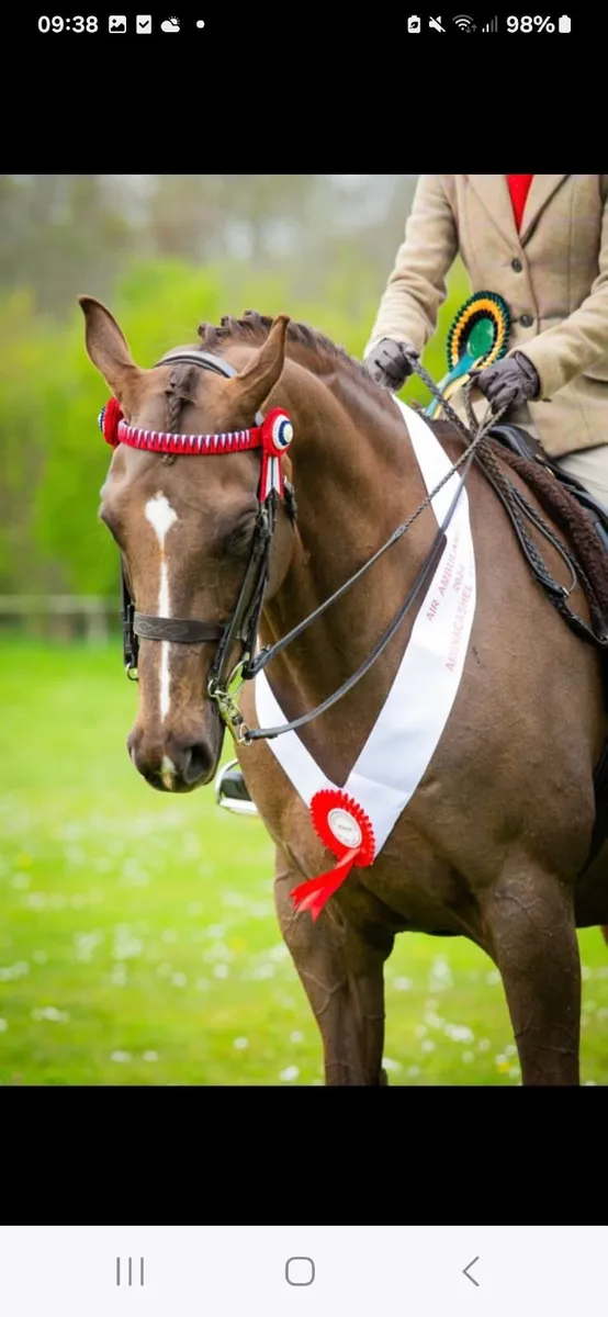 Show/Dressage/Riding club  Mare - Image 4