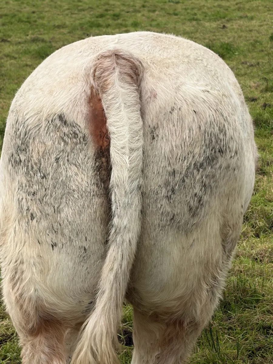 In calf heifers - Image 2