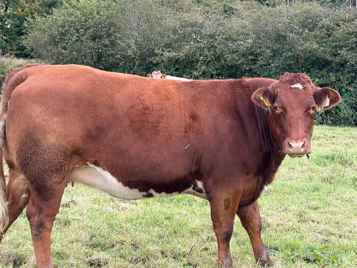 In calf heifers - Image 3