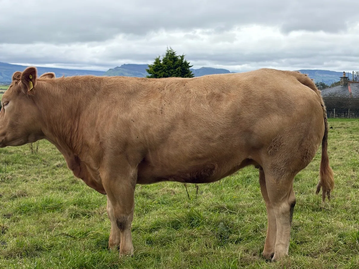 In calf heifers - Image 4