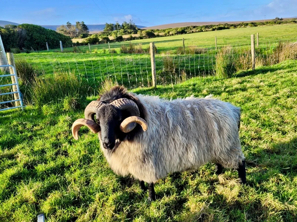 Hogget Ram - Image 1