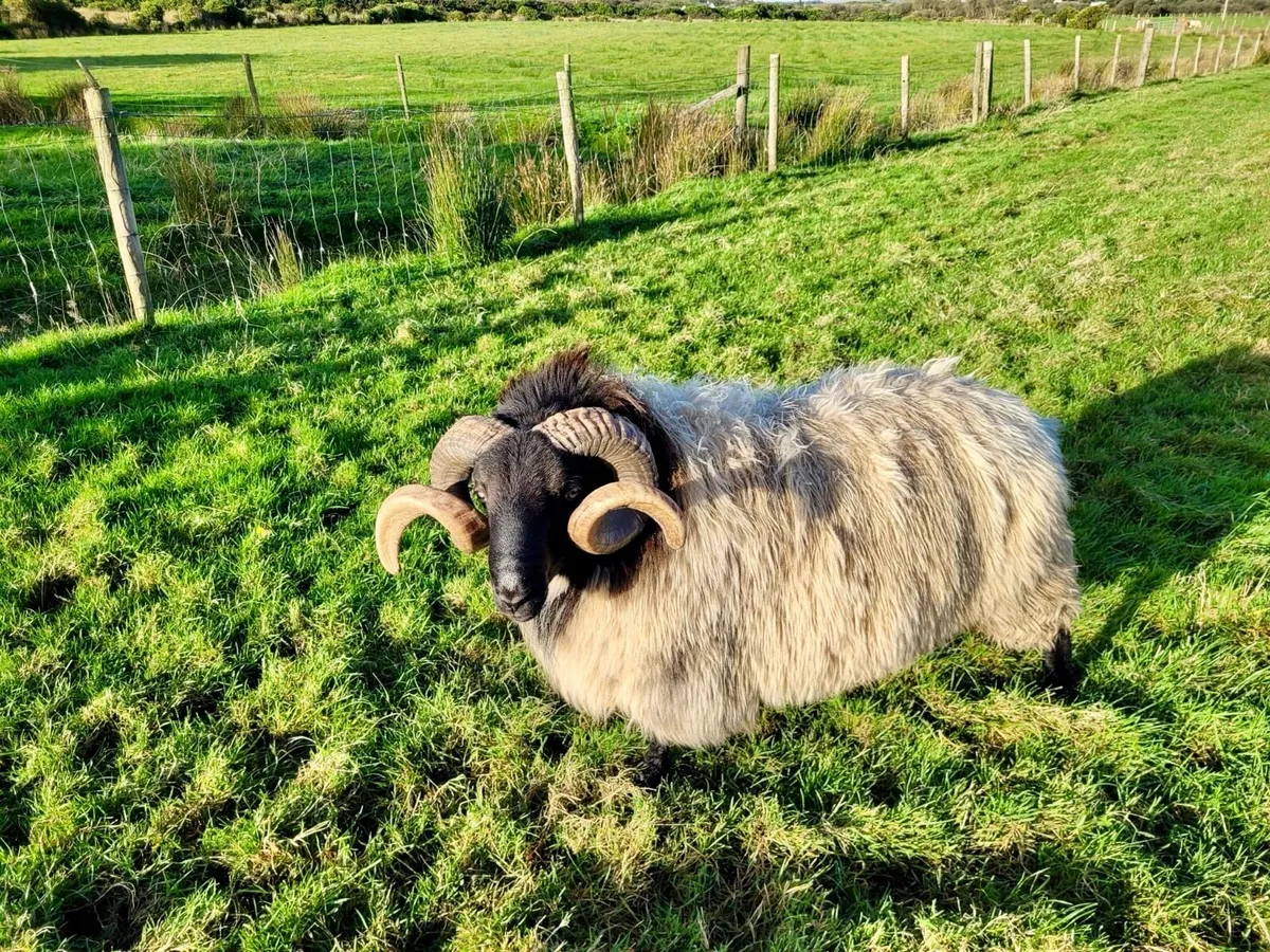 Hogget Ram - Image 2