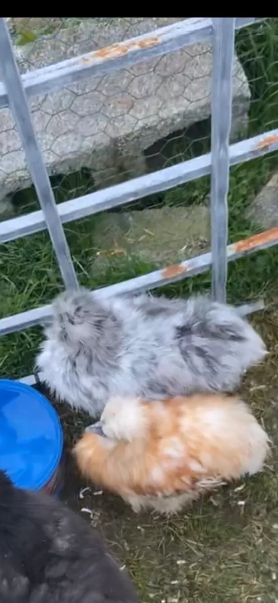 Silkies
