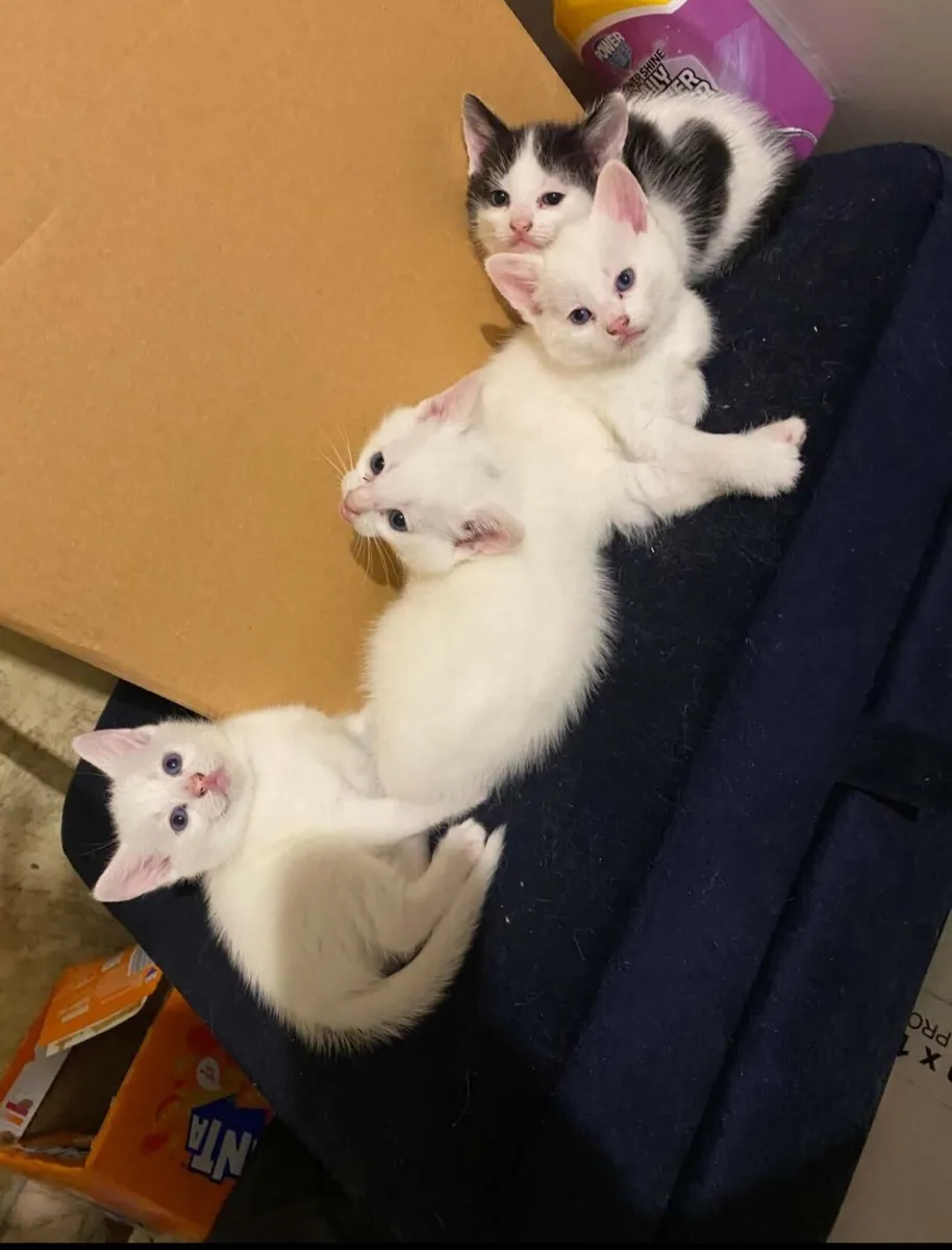 kittens - Image 1