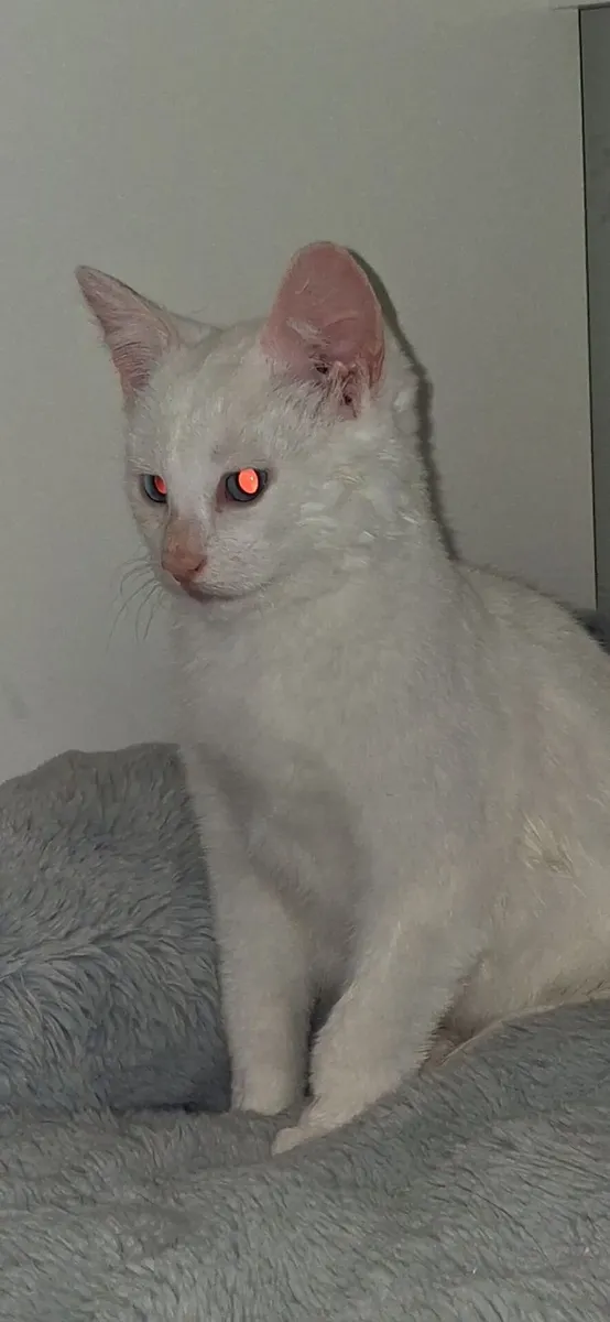 kittens - Image 2