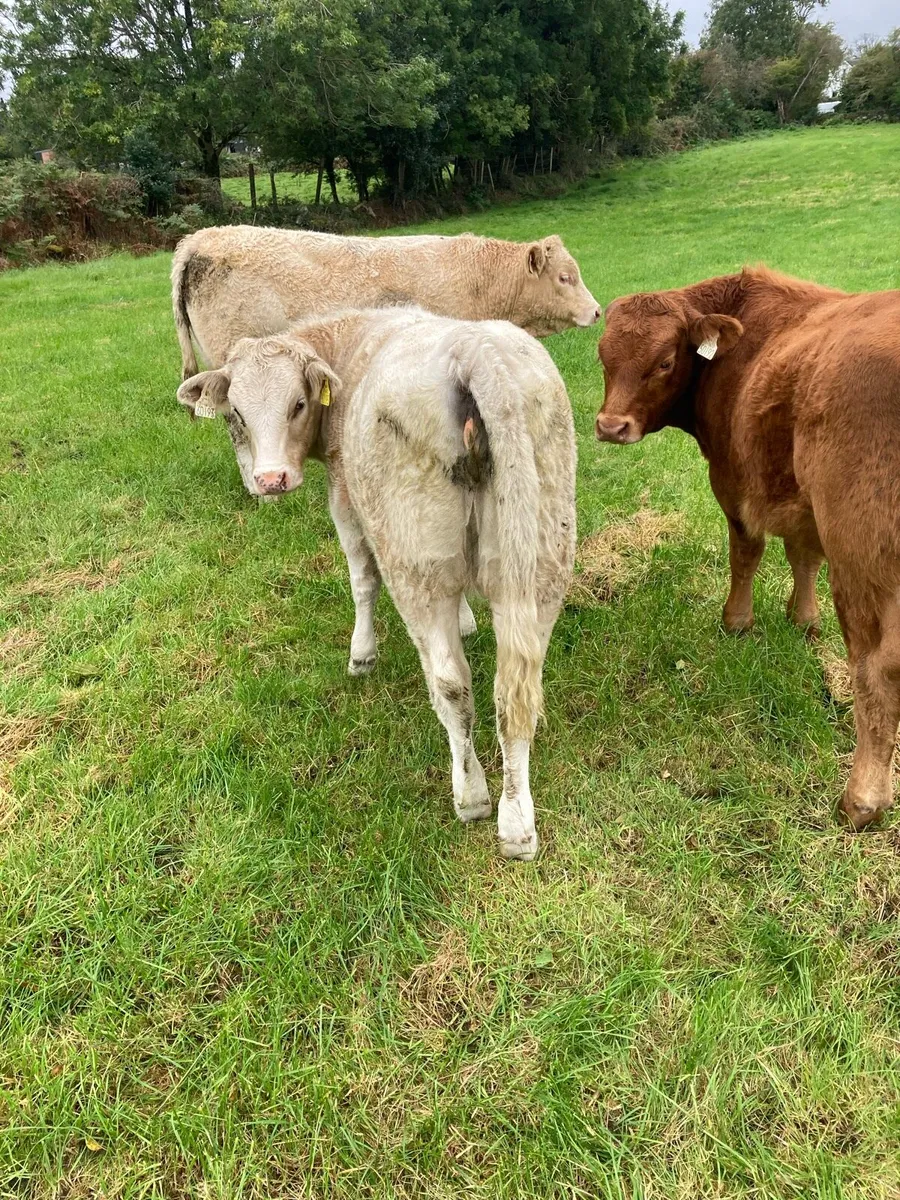 Heifer weanlings - Image 2