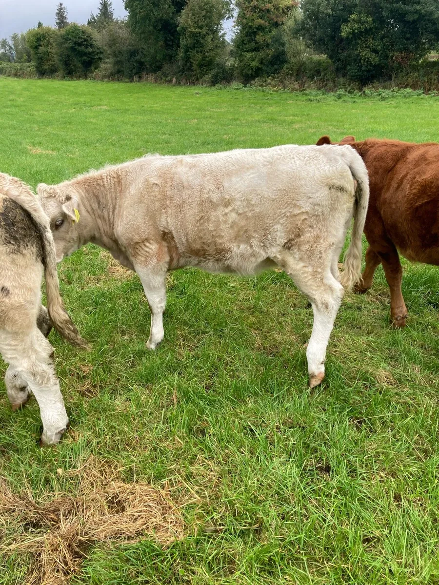 Heifer weanlings - Image 3