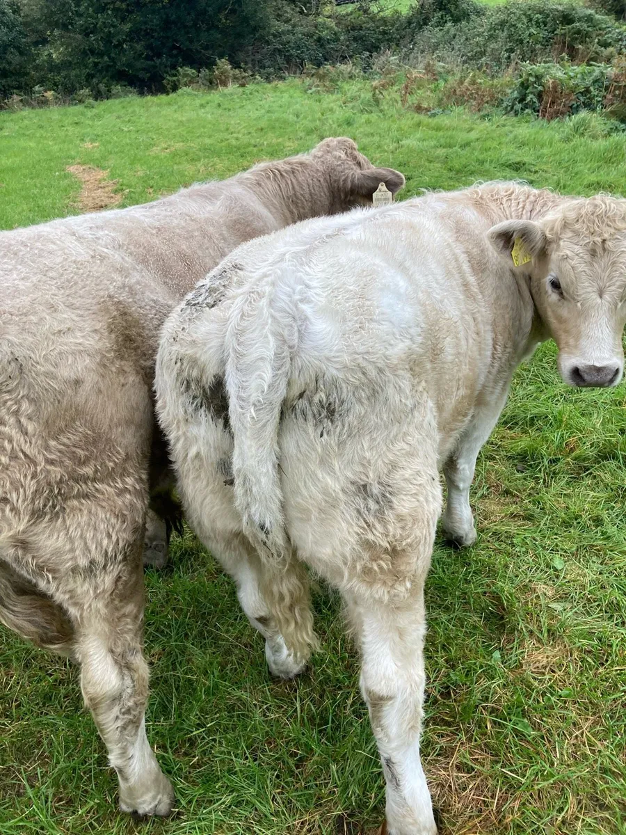 Heifer weanlings - Image 4