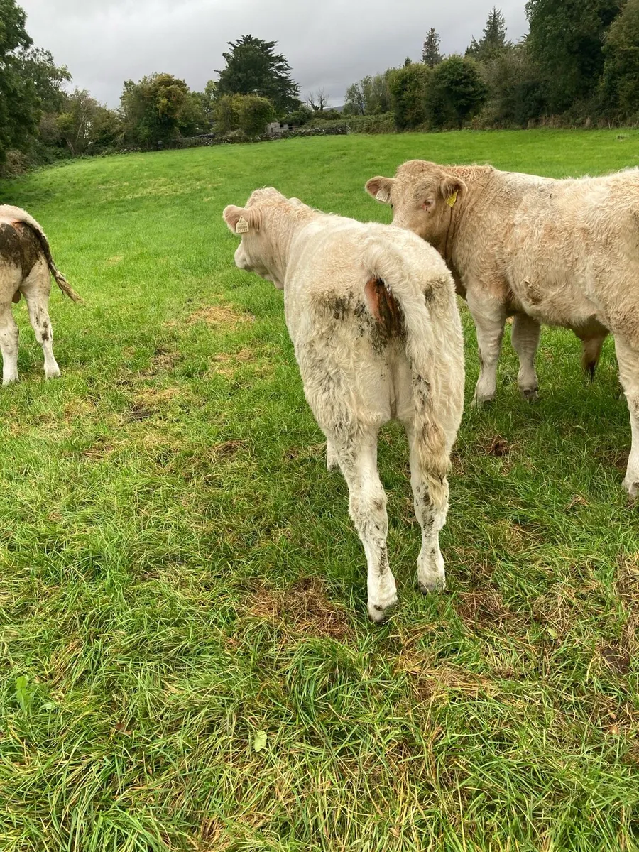 Heifer weanlings - Image 1