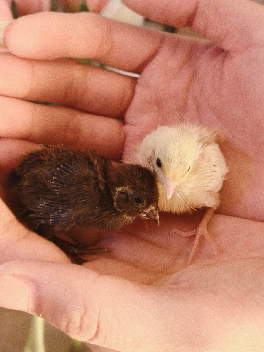 Newly hatched（04/10/2026） Button Quail/Chinese Pai - Image 3