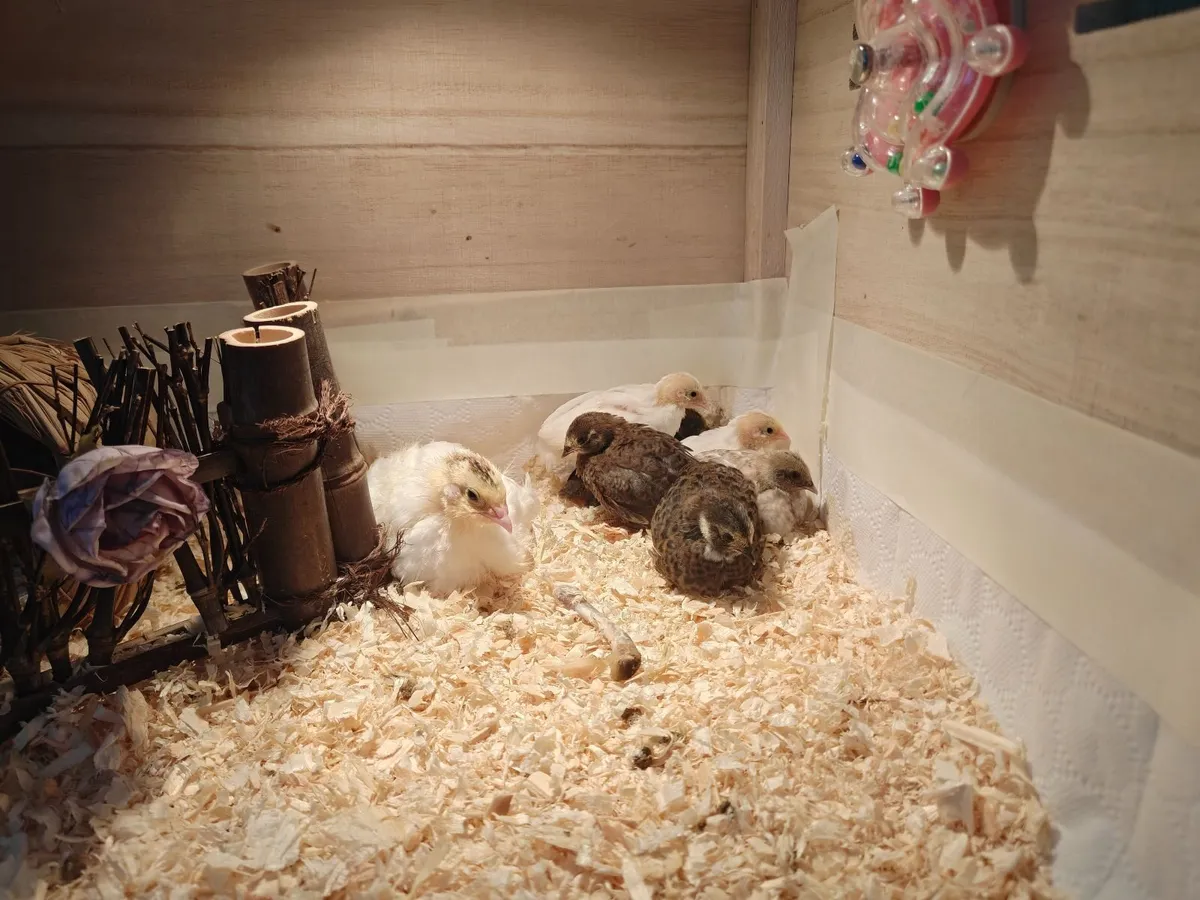 Newly hatched（04/10/2026） Button Quail/Chinese Pai - Image 4