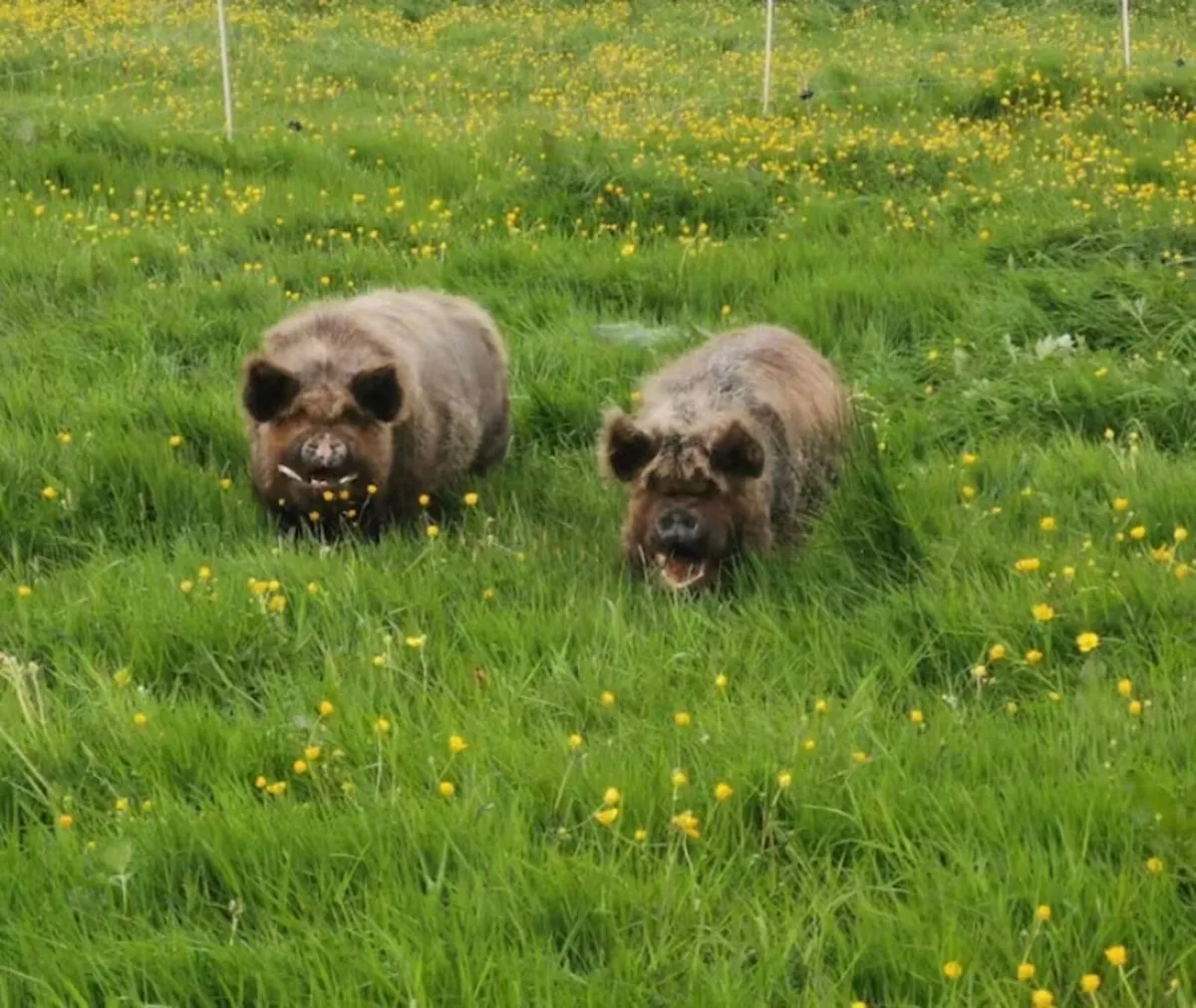 2 Kune Kune pigs - Image 1