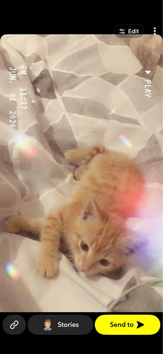 Kitten - Image 1