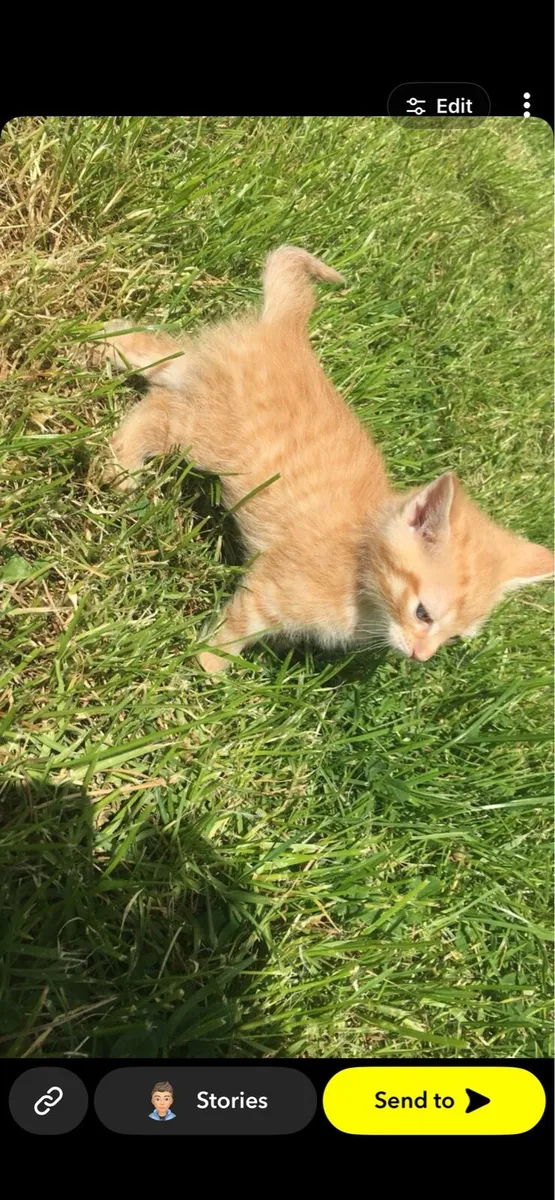 Kitten - Image 2