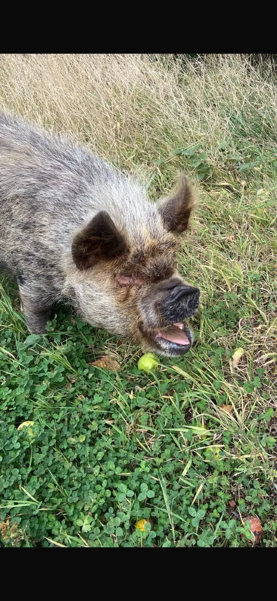 2 Kune Kune pigs - Image 2