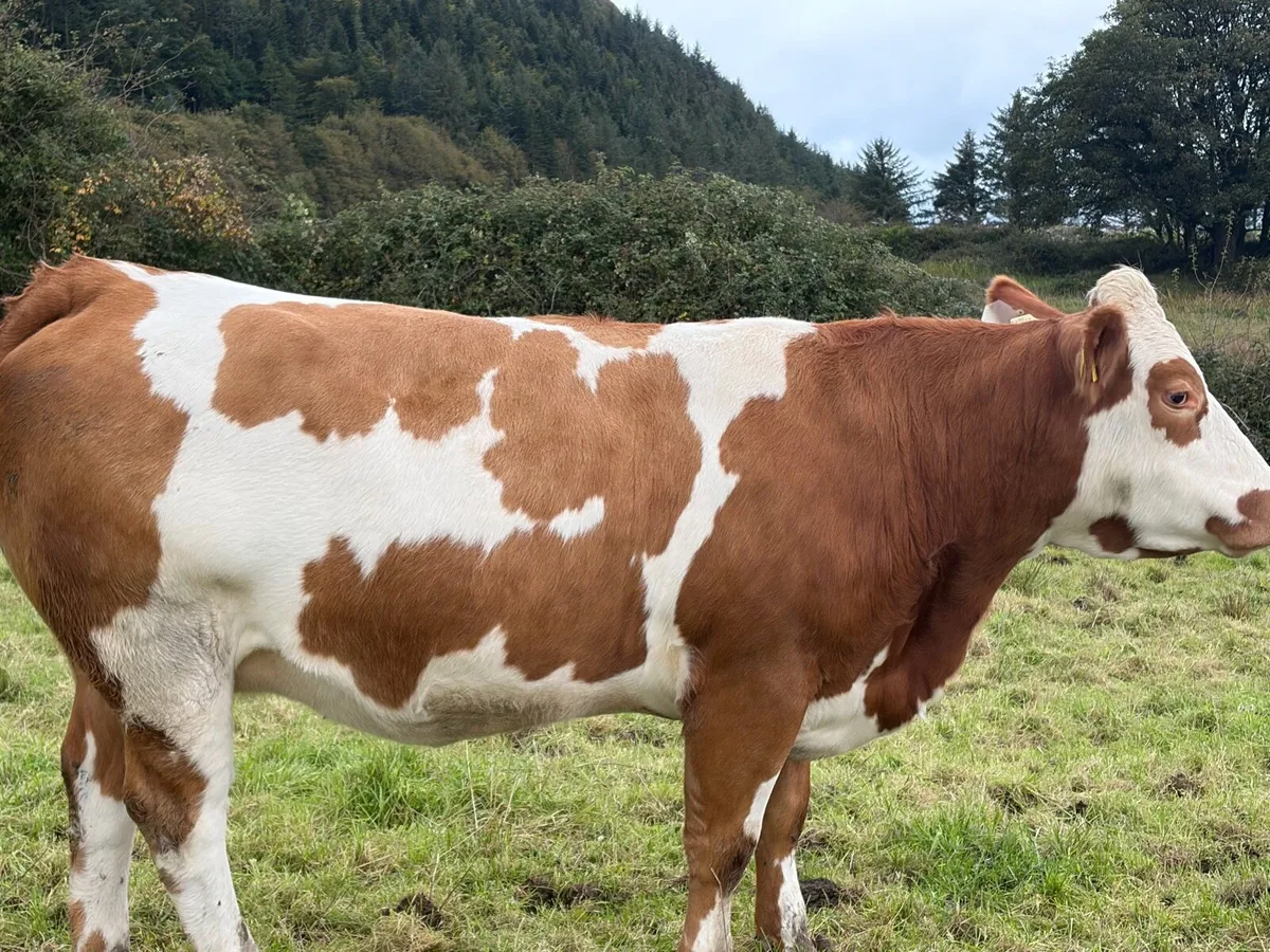 Heifers in calf - Image 3