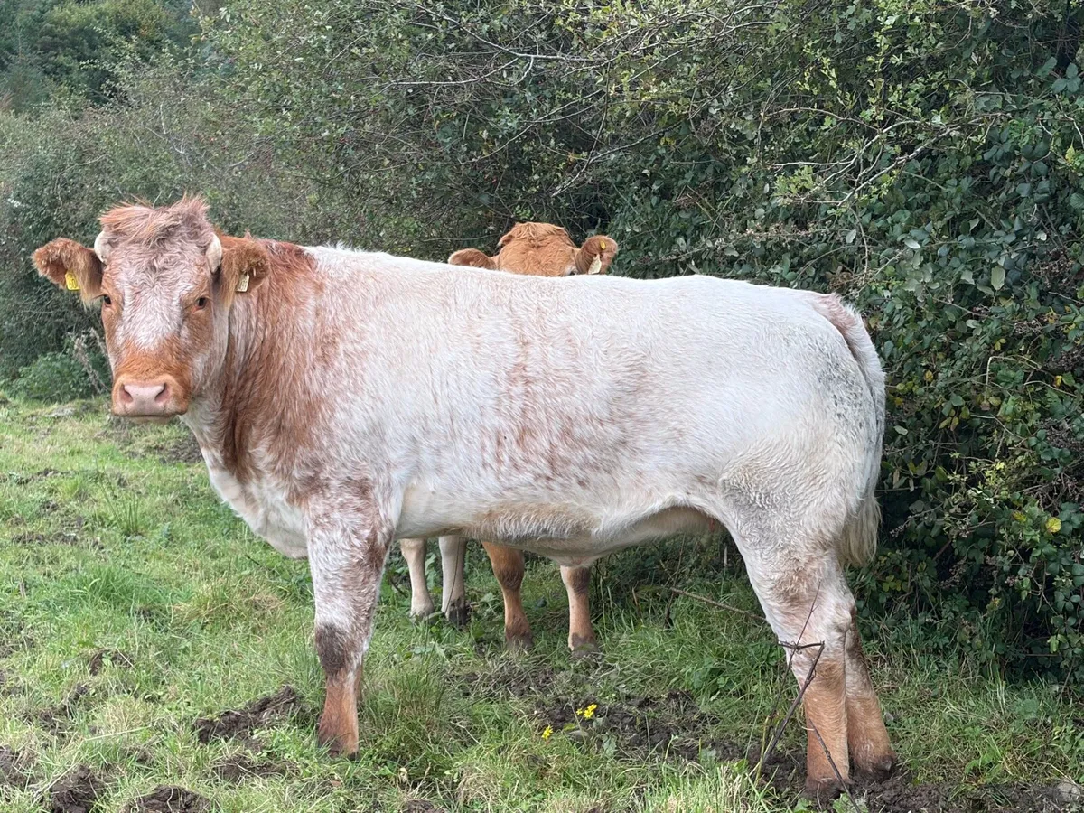 Heifers in calf - Image 1