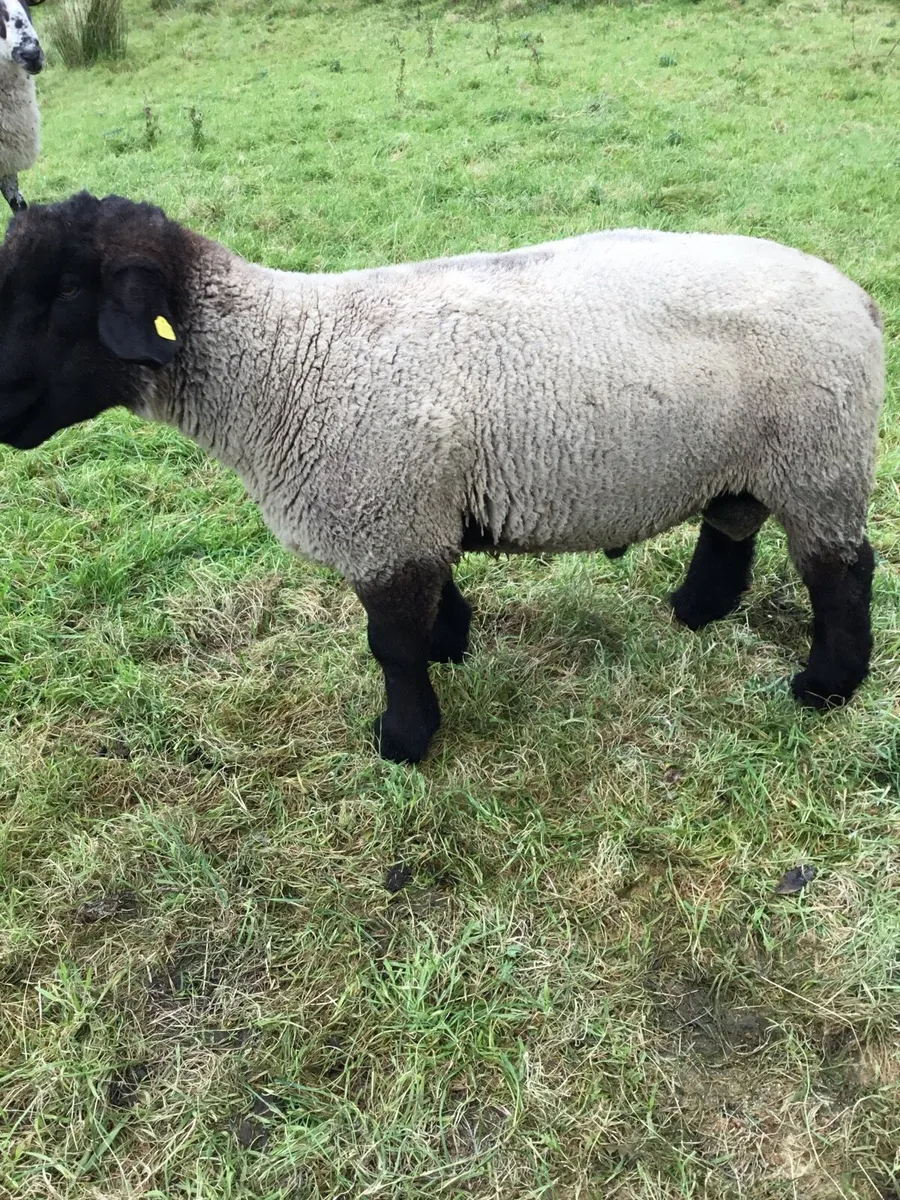 Suffolk two year old