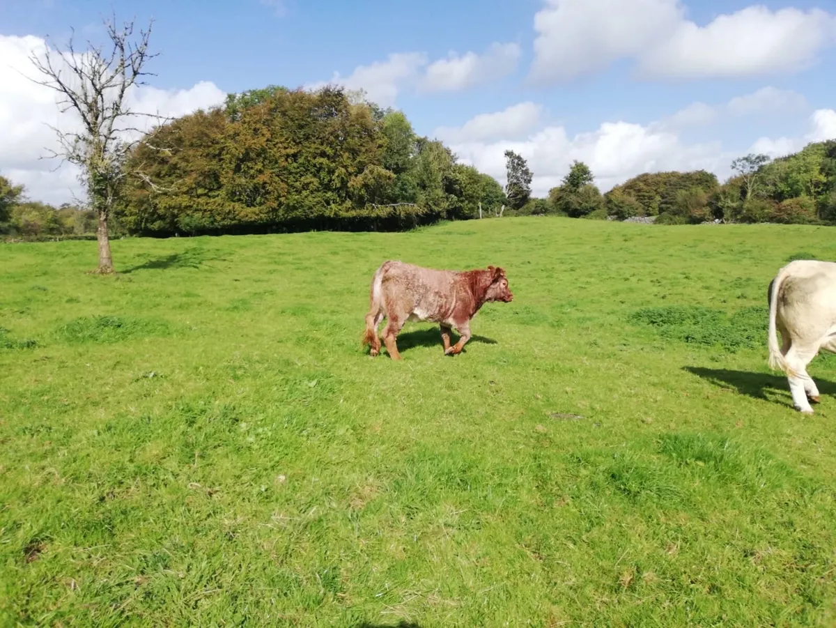 Weanling heifers - Image 1