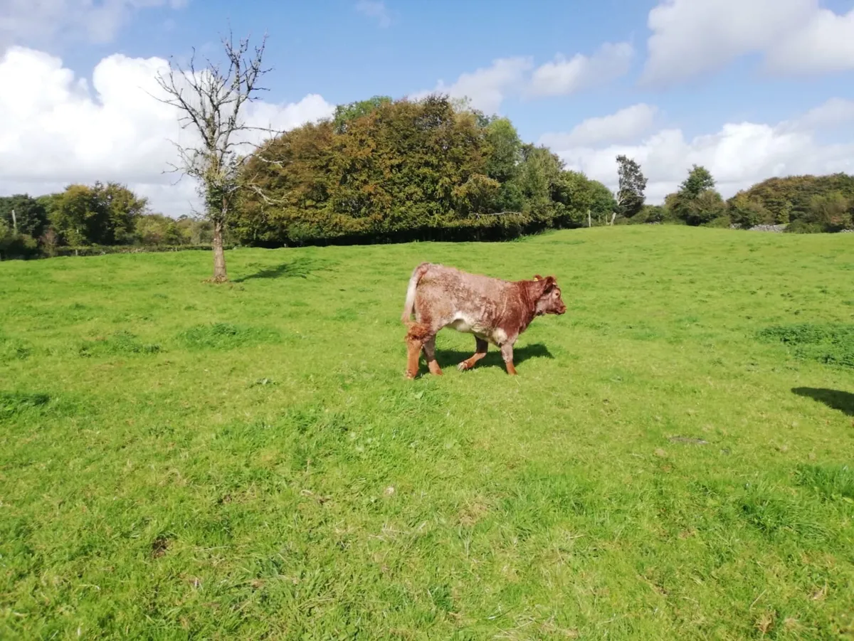 Weanling heifers - Image 2