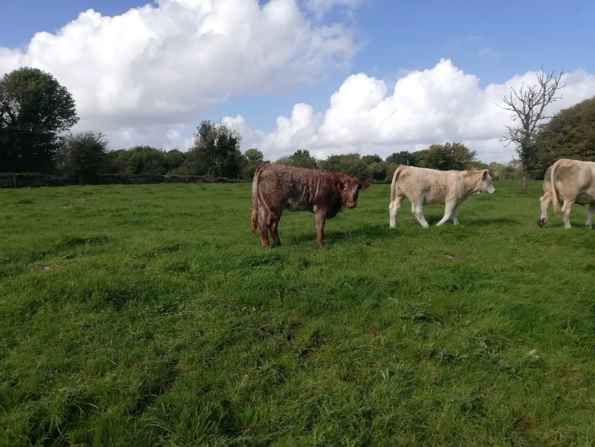 Weanling heifers - Image 3