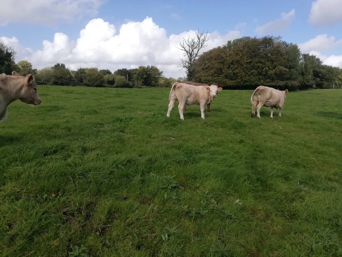 Weanling heifers - Image 4