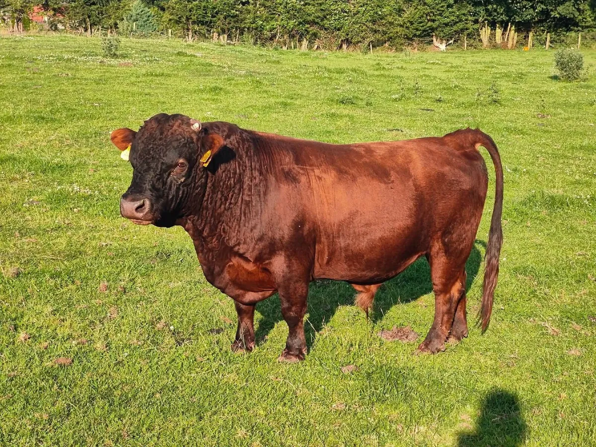Dexter cattle - Image 1