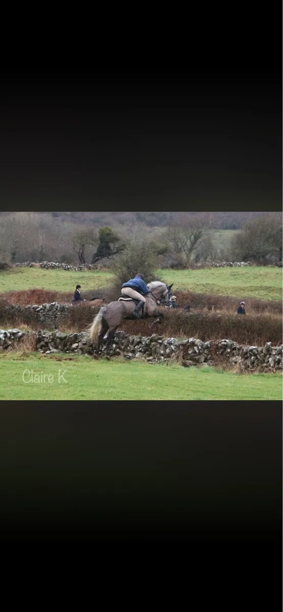 Prescotts diamond gelding - Image 4
