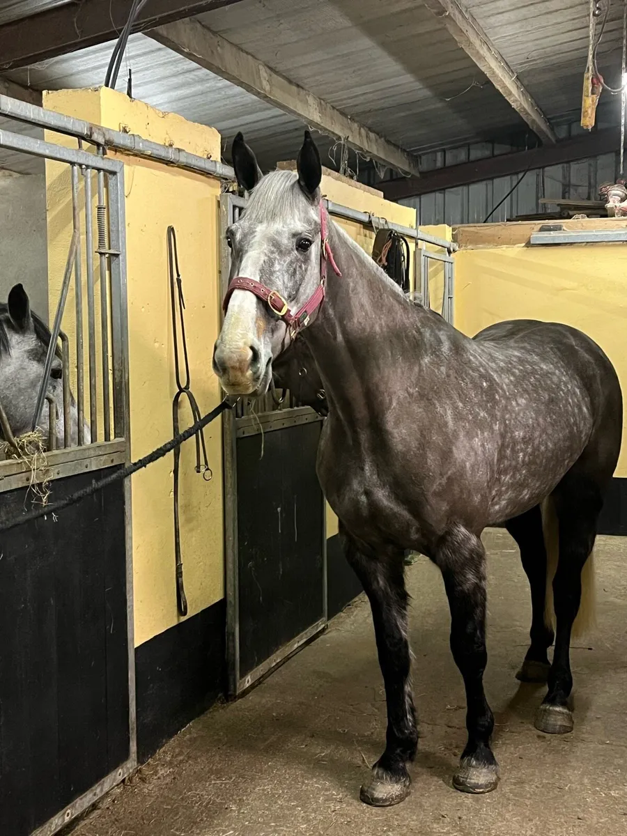 Prescotts diamond gelding - Image 2