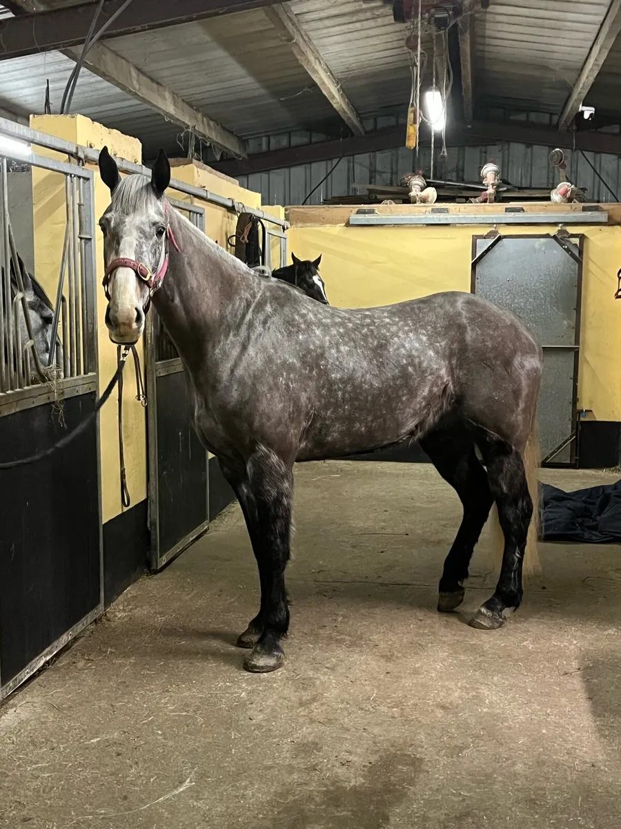 Prescotts diamond gelding - Image 3