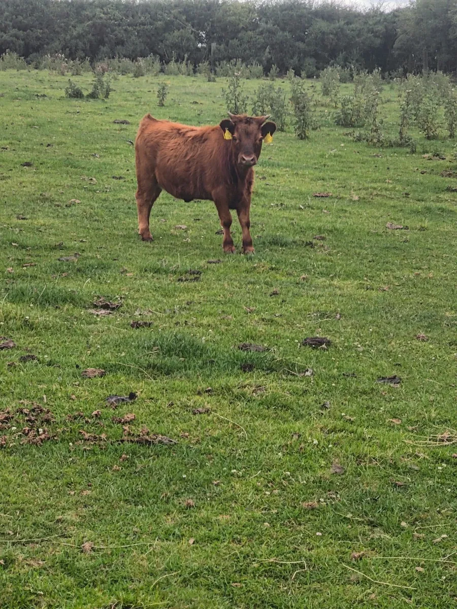 Dexter cattle - Image 2