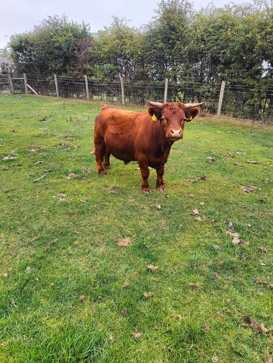 Dexter cattle - Image 3