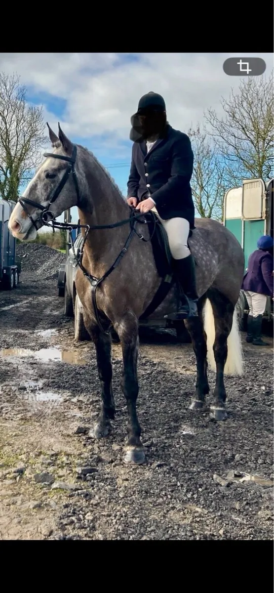 Prescotts diamond gelding - Image 1